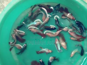 বেটা বা ফাইটার মাছের বাচ্চা