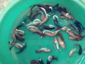 Betta or Fighter Fish Fry