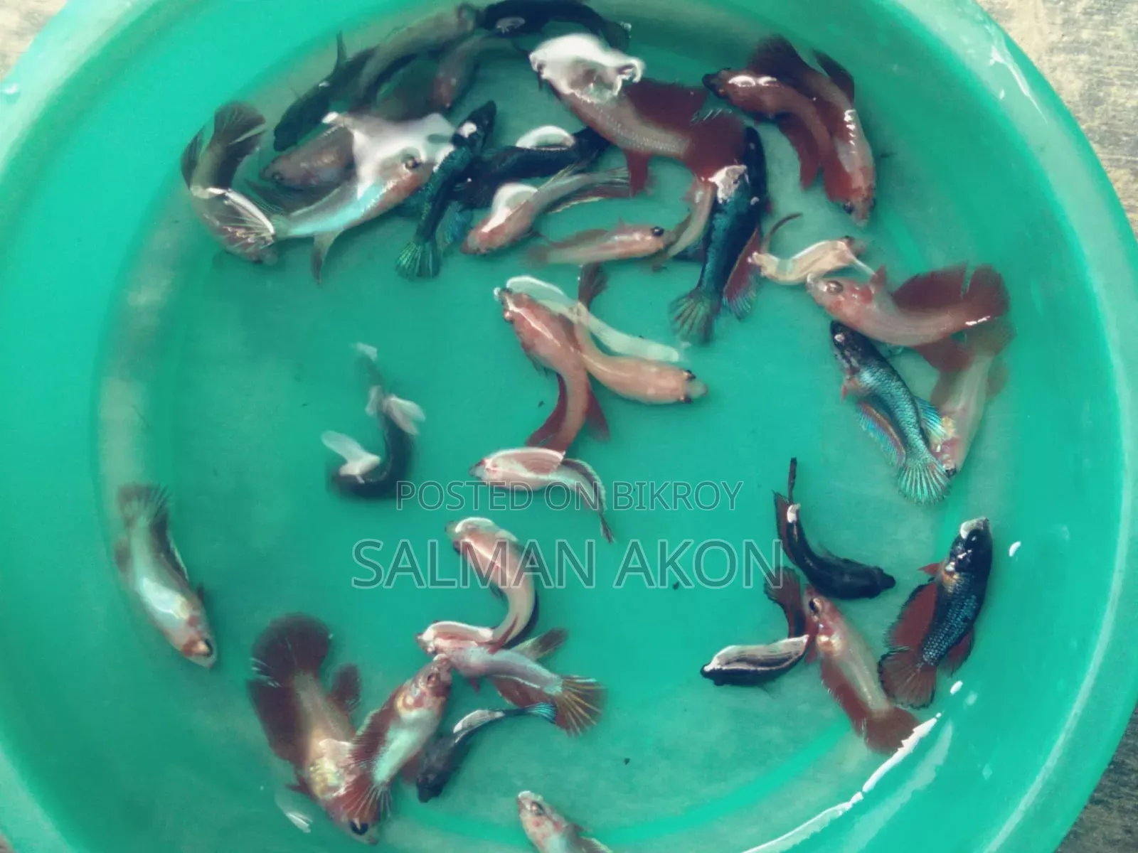 বেটা বা ফাইটার মাছের বাচ্চা