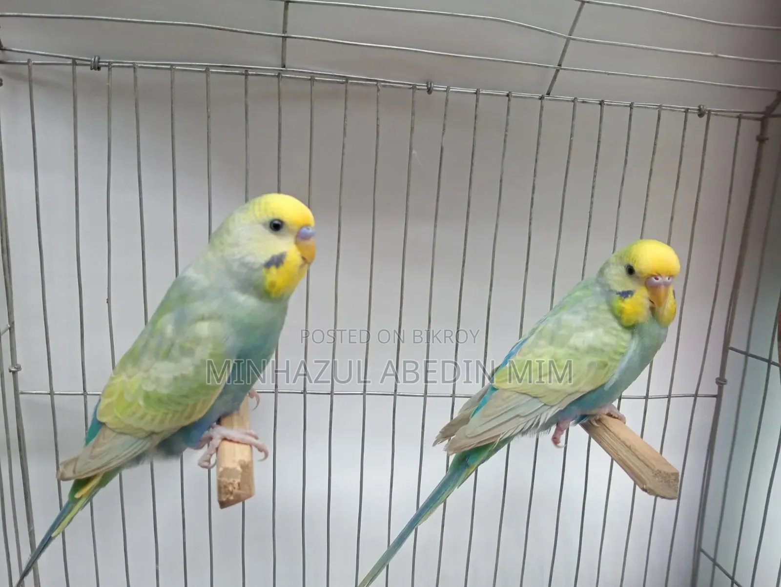 Rainbow Lovebird