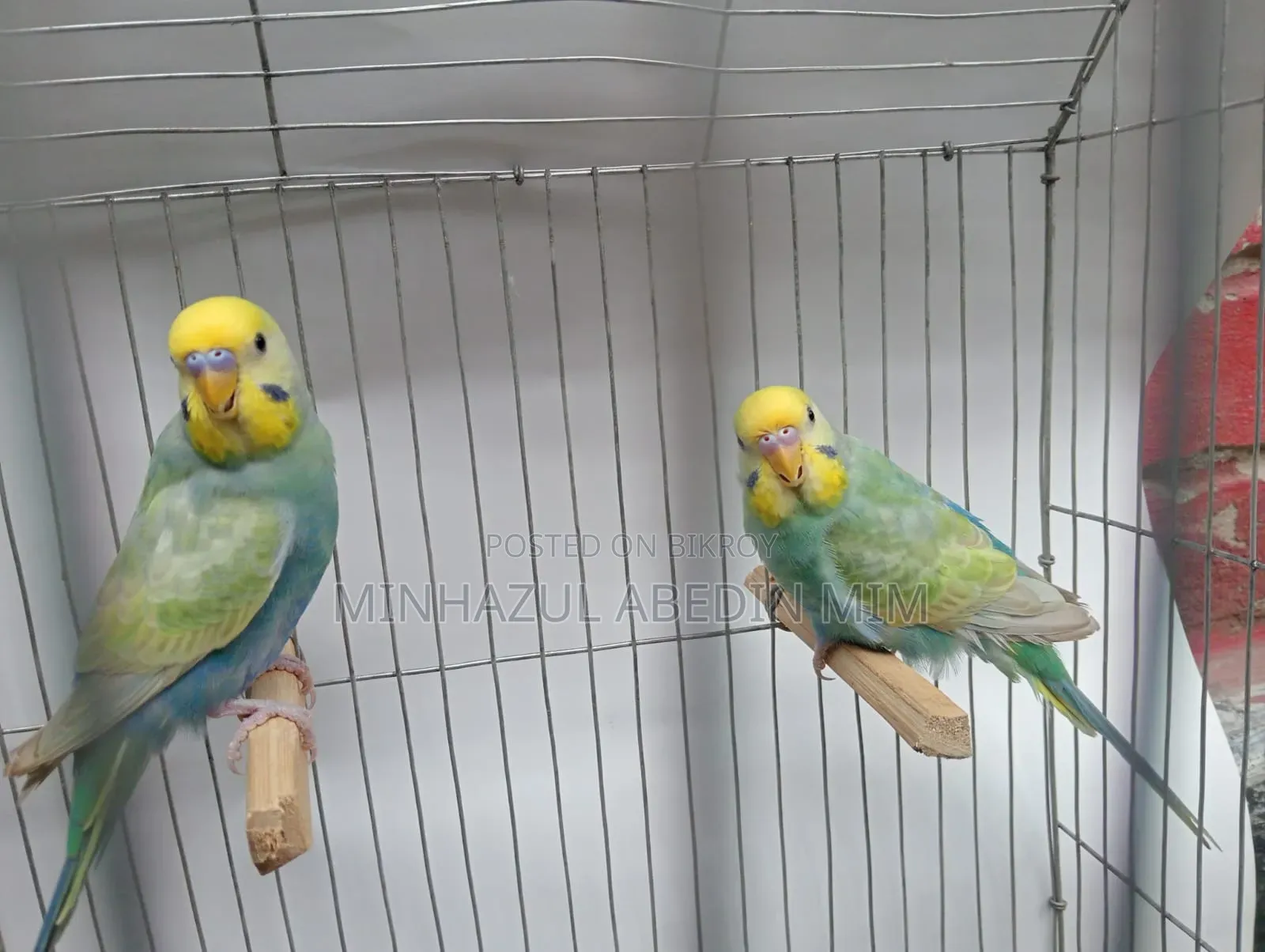 Rainbow Lovebird