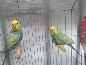 Rainbow Lovebird