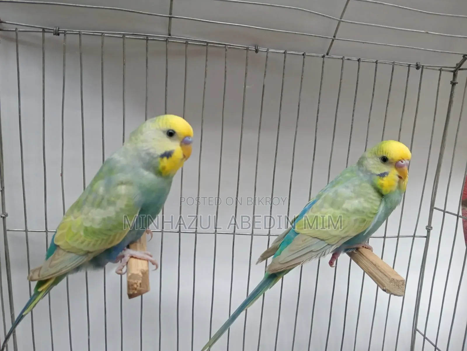 Rainbow Lovebird
