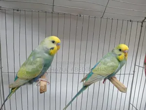Rainbow Lovebird