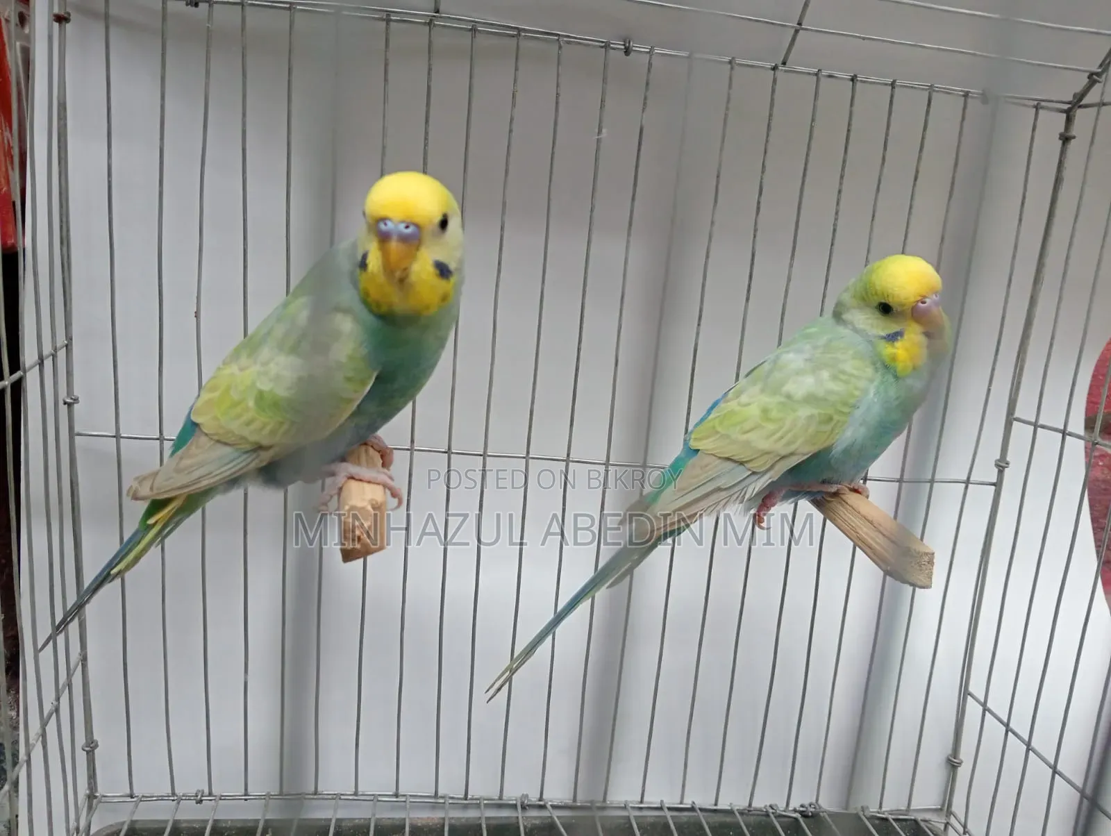 Rainbow Lovebird