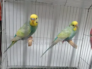Rainbow Lovebird
