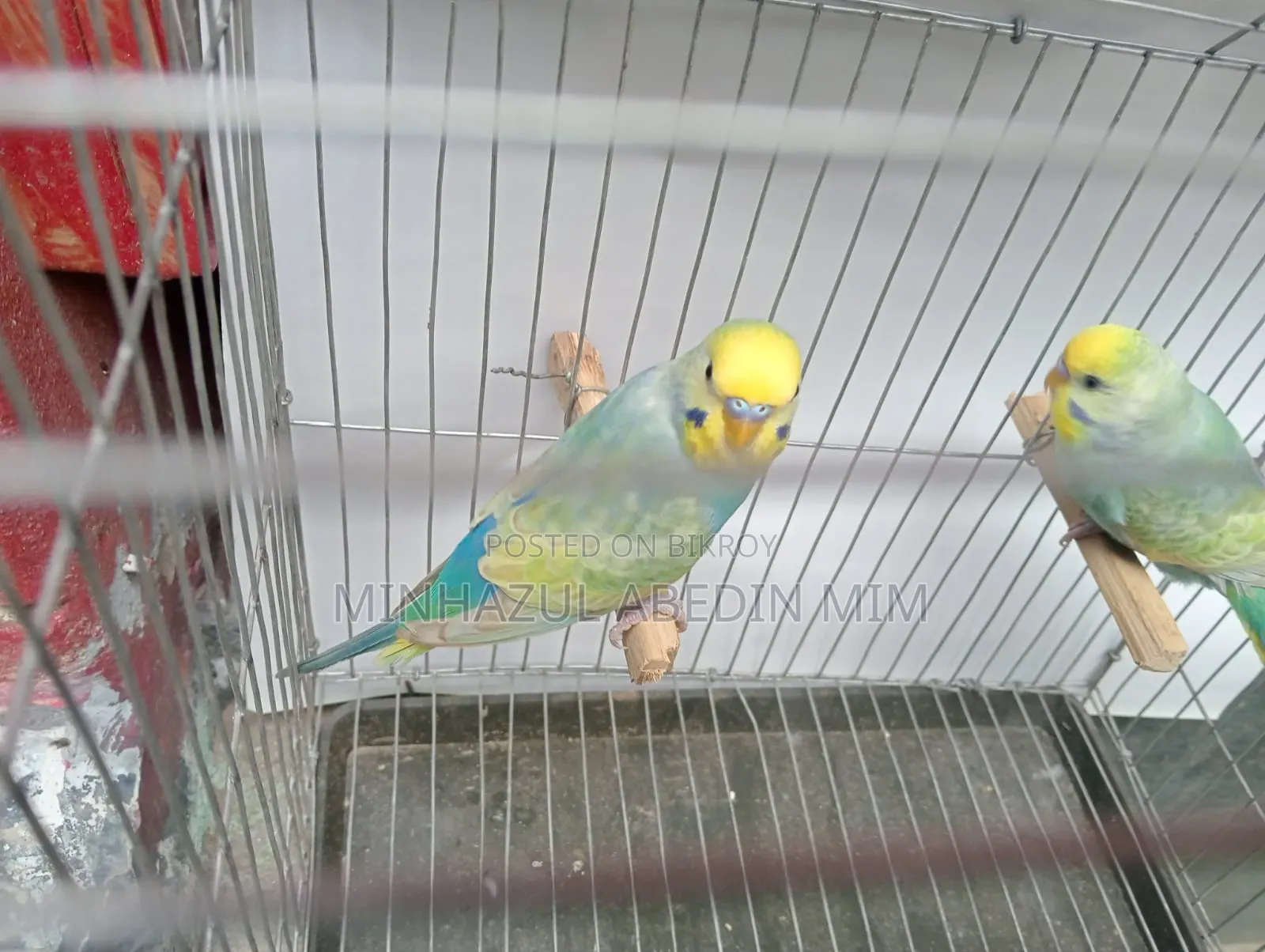 Rainbow Lovebird
