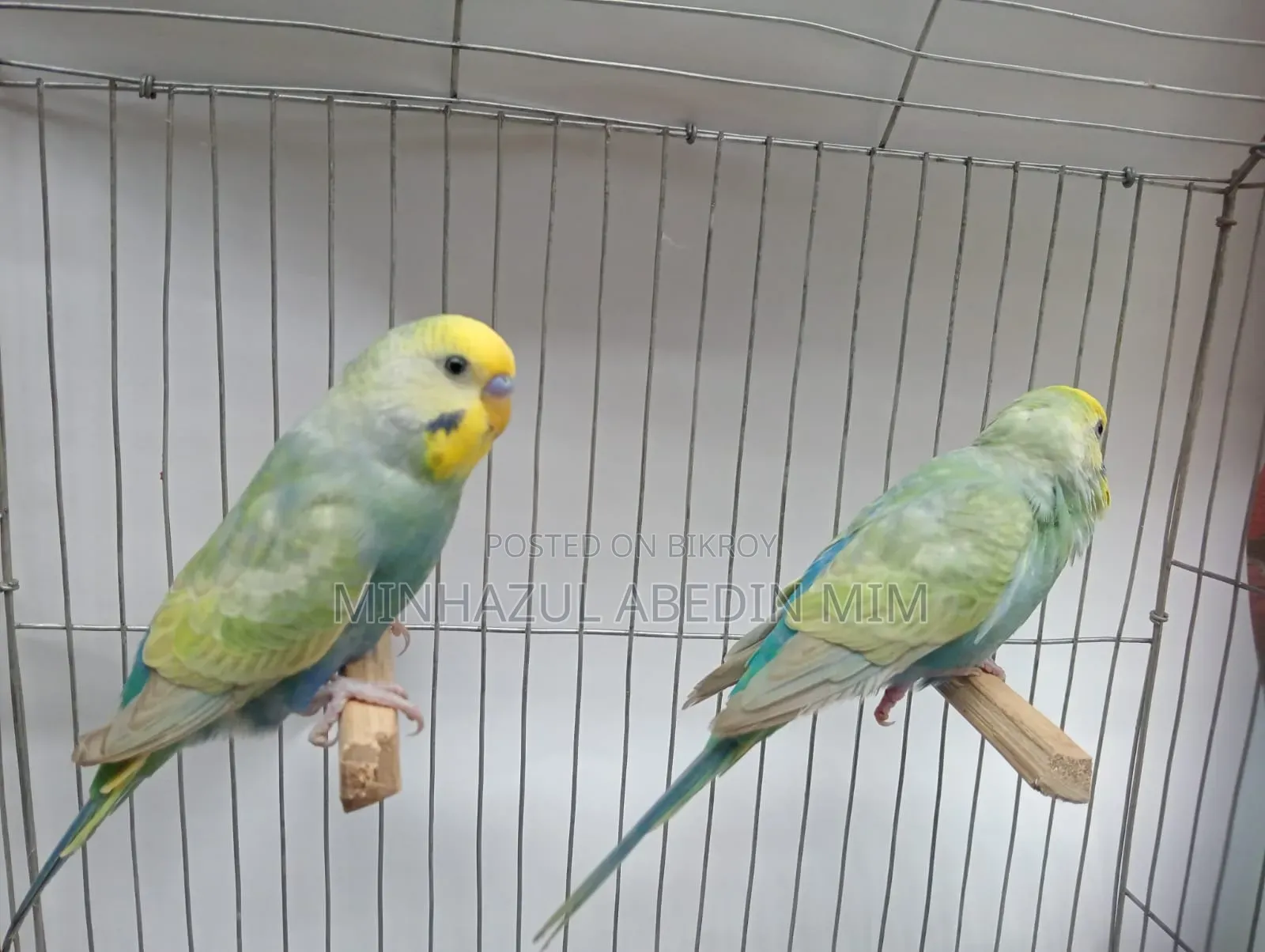 Rainbow Lovebird