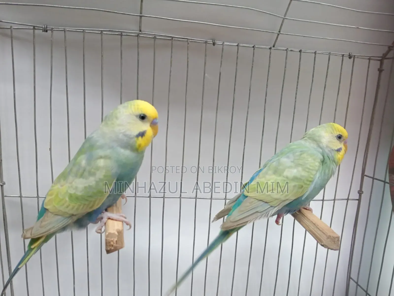 Rainbow Lovebird