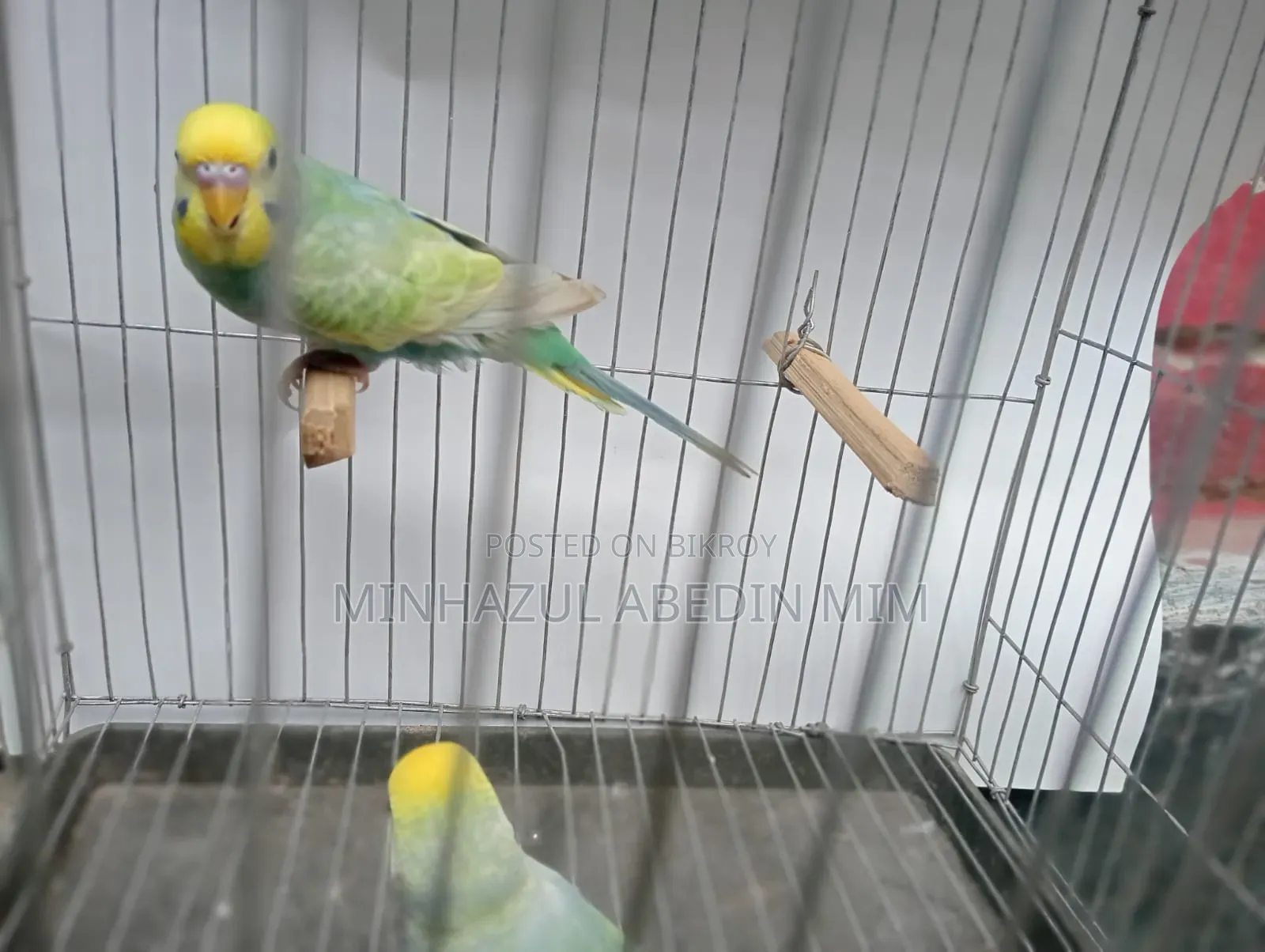 Rainbow Lovebird