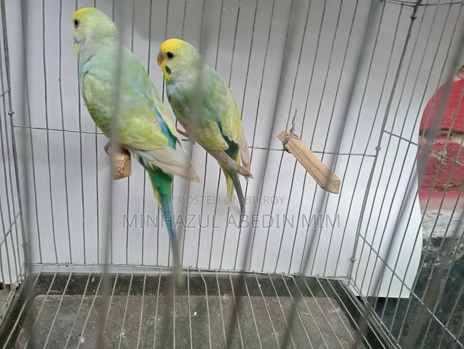 Rainbow Lovebird