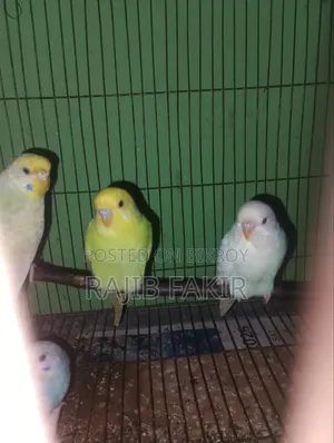 ৬ পিস বাজারিগার পাখি বিক্রয় করা হবে।