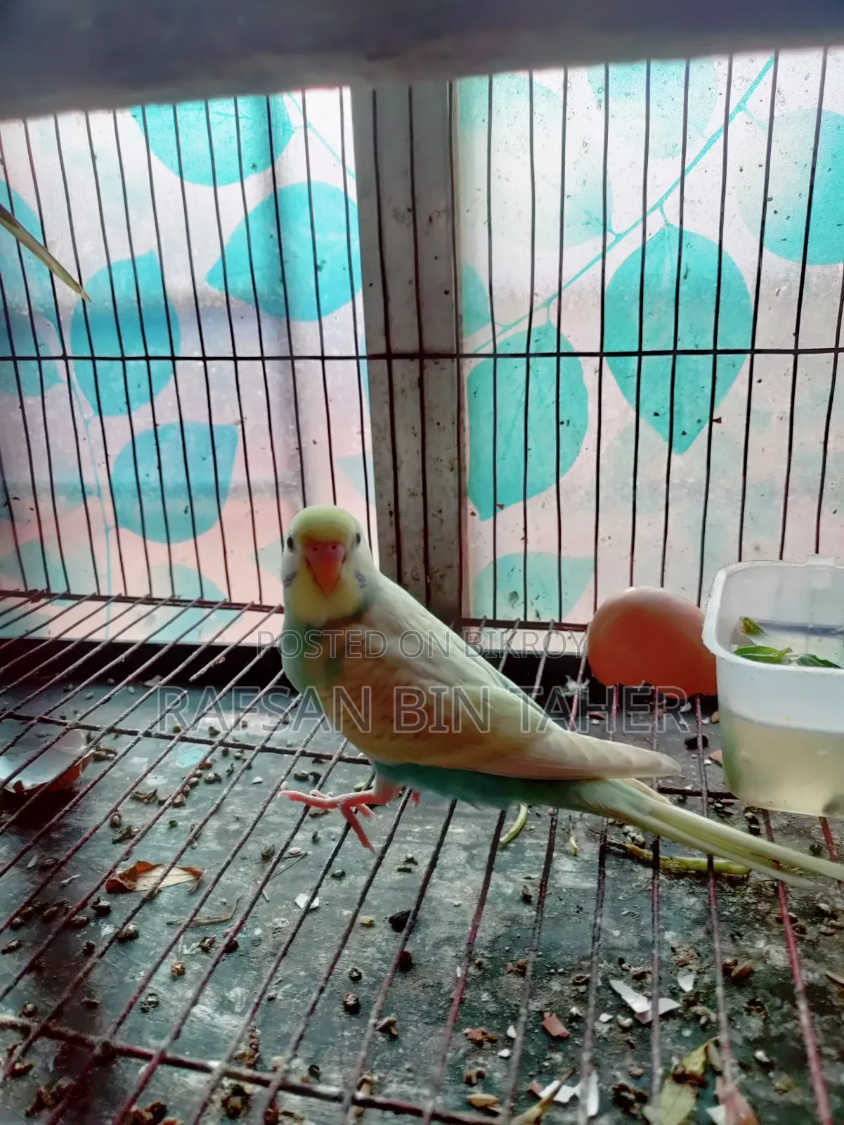 Want to change hands to a new owner for Bajigar.