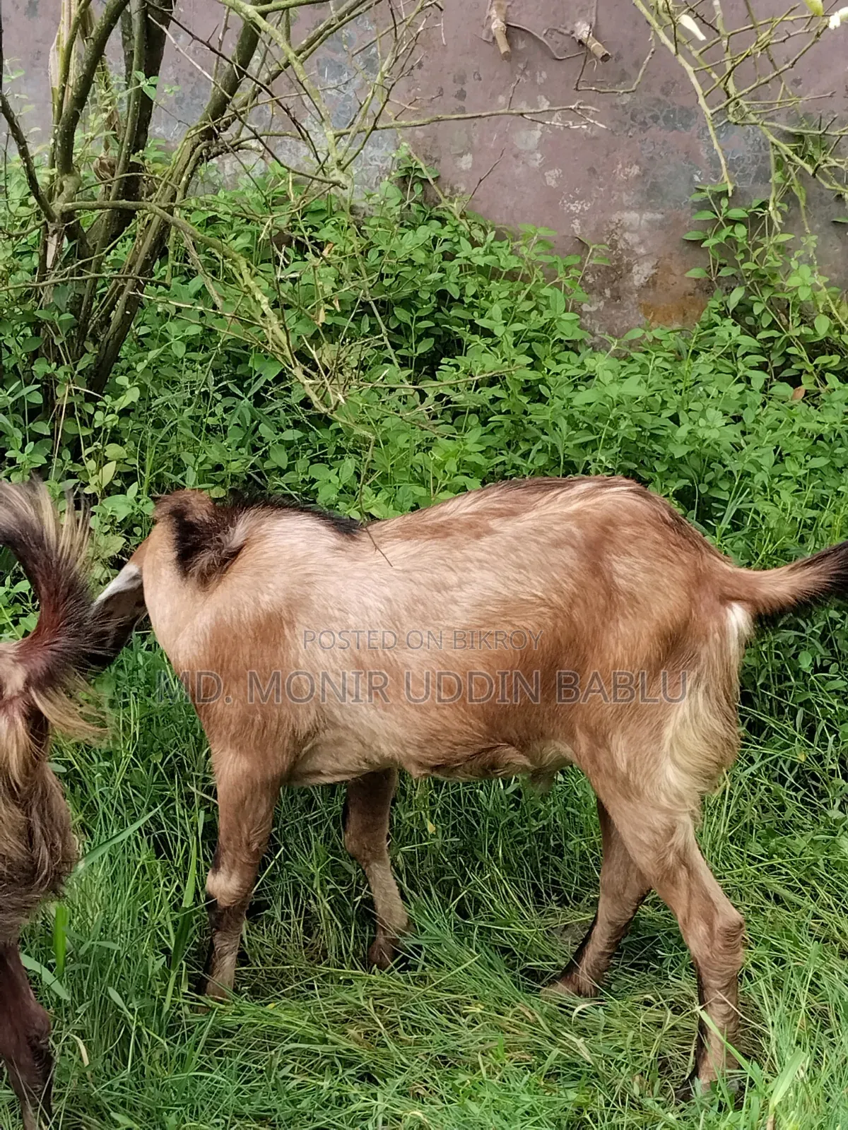 Goat for Sale