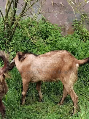 Goat for Sale