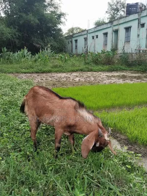 Goat for Sale
