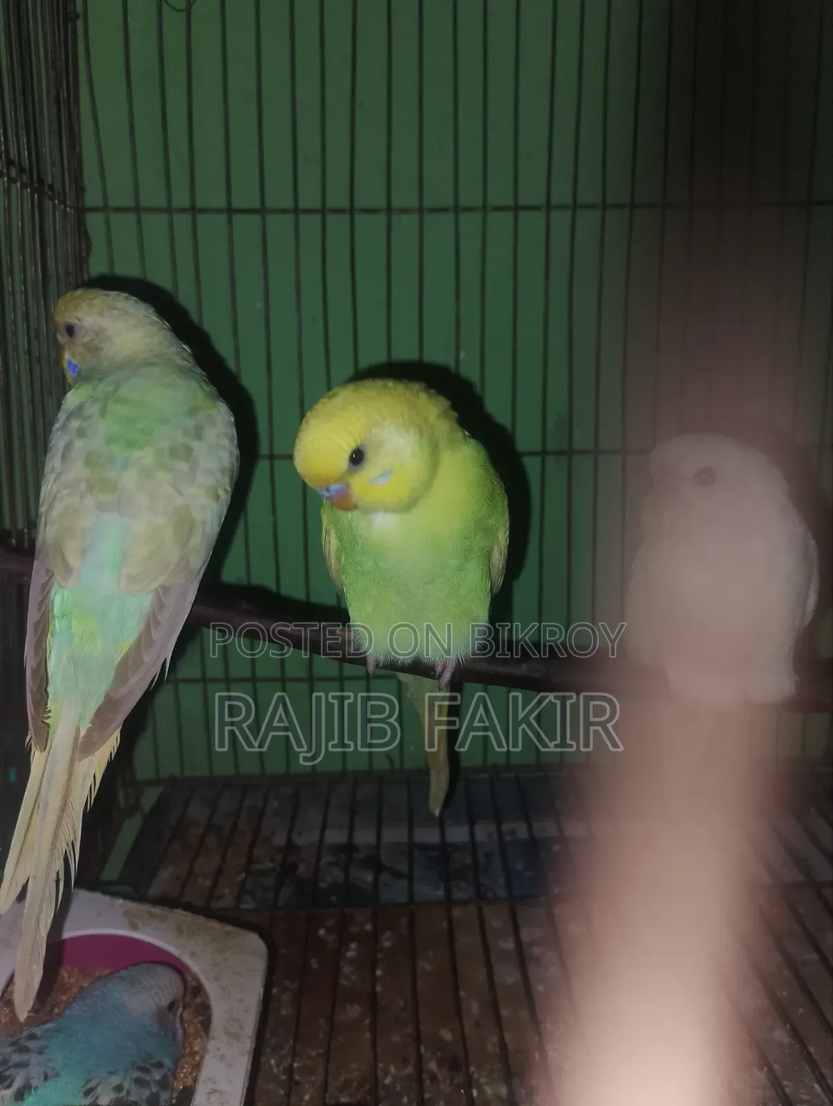 ৬ পিস বাজারিগার পাখি বিক্রয় করা হবে।