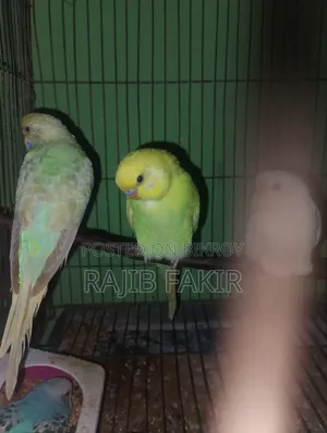 ৬ পিস বাজারিগার পাখি বিক্রয় করা হবে।