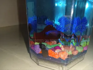 Full Moon Betta Fish Aquarium