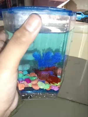 Full Moon Betta Fish Aquarium