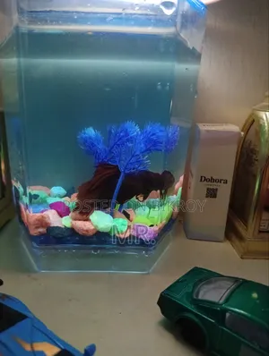 Full Moon Betta Fish Aquarium