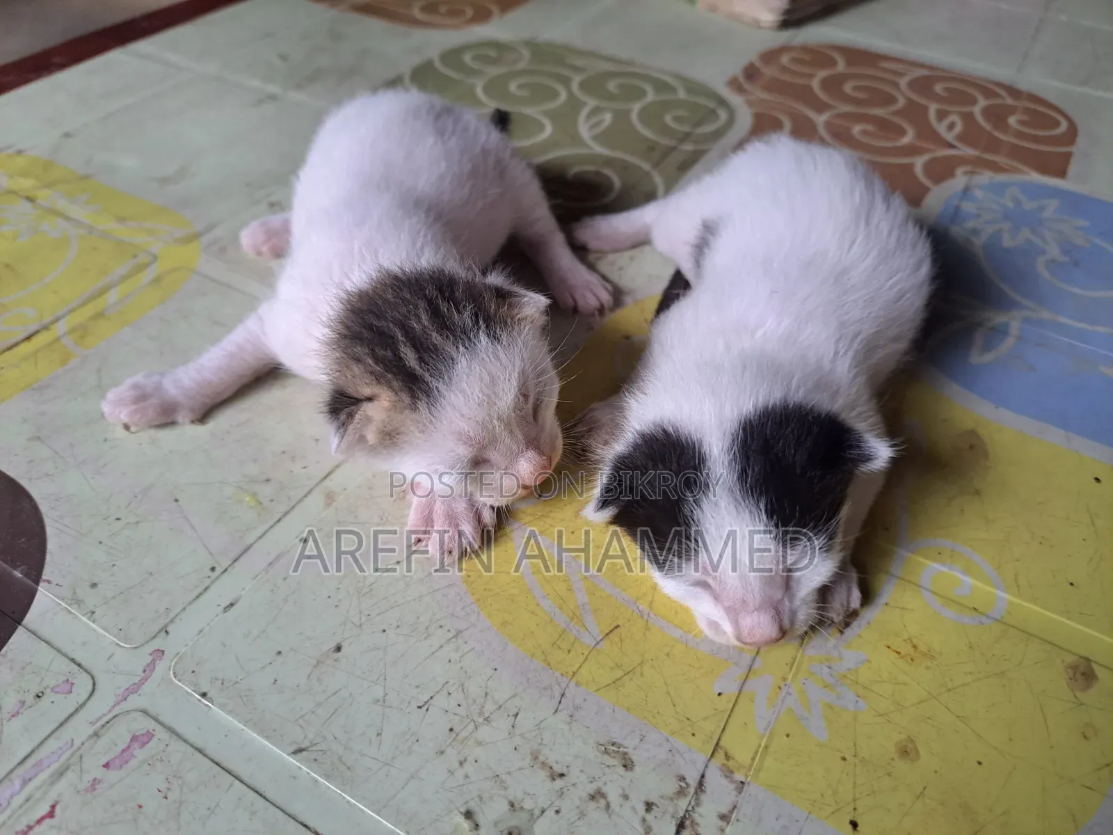 0-1 Month Male Mixed Breed Bengal Cat