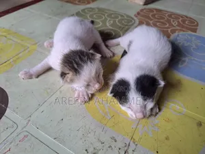 0-1 Month Male Mixed Breed Bengal Cat