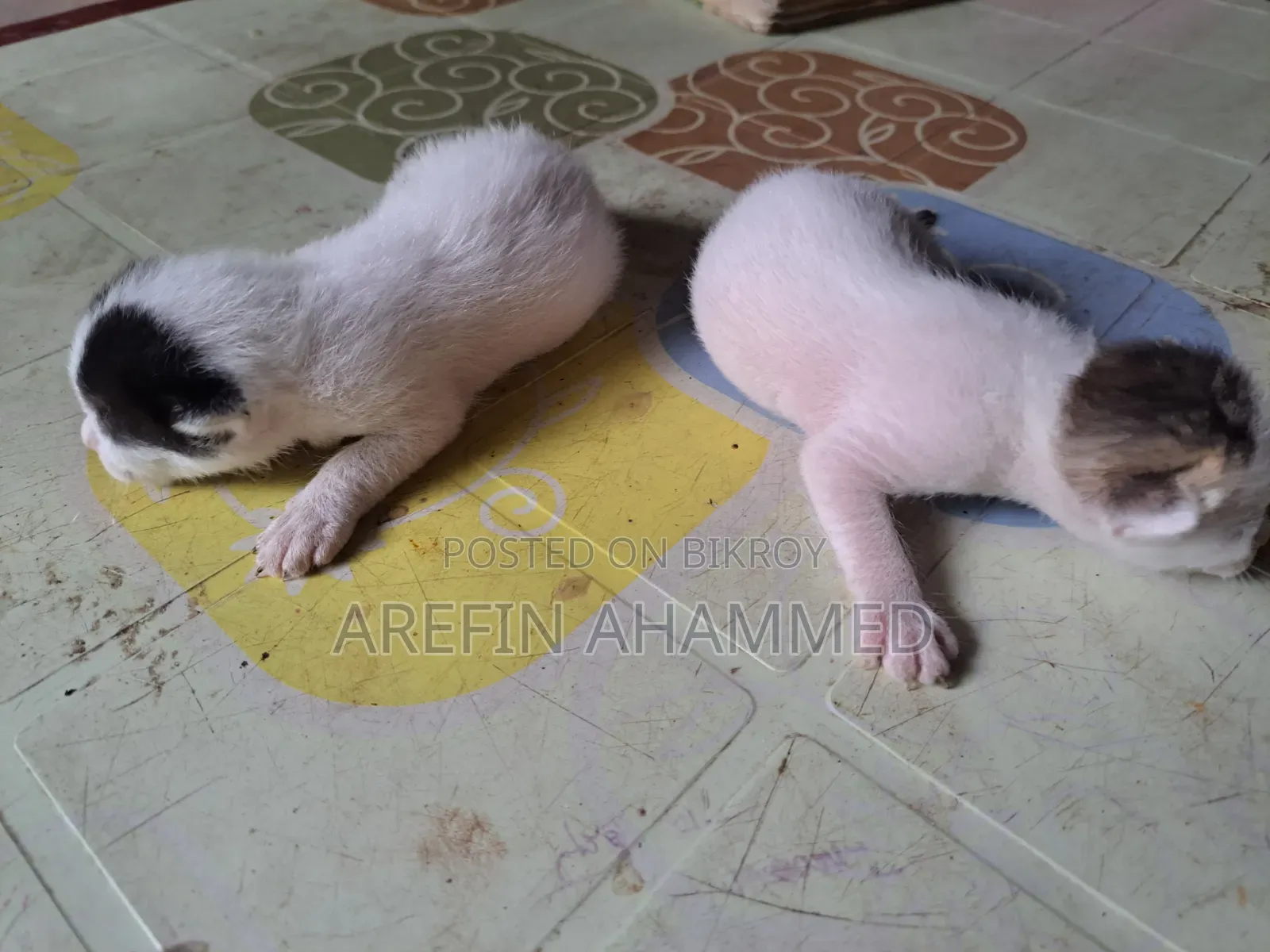 0-1 Month Male Mixed Breed Bengal Cat