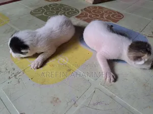 0-1 Month Male Mixed Breed Bengal Cat