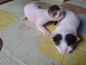 0-1 Month Male Mixed Breed Bengal Cat