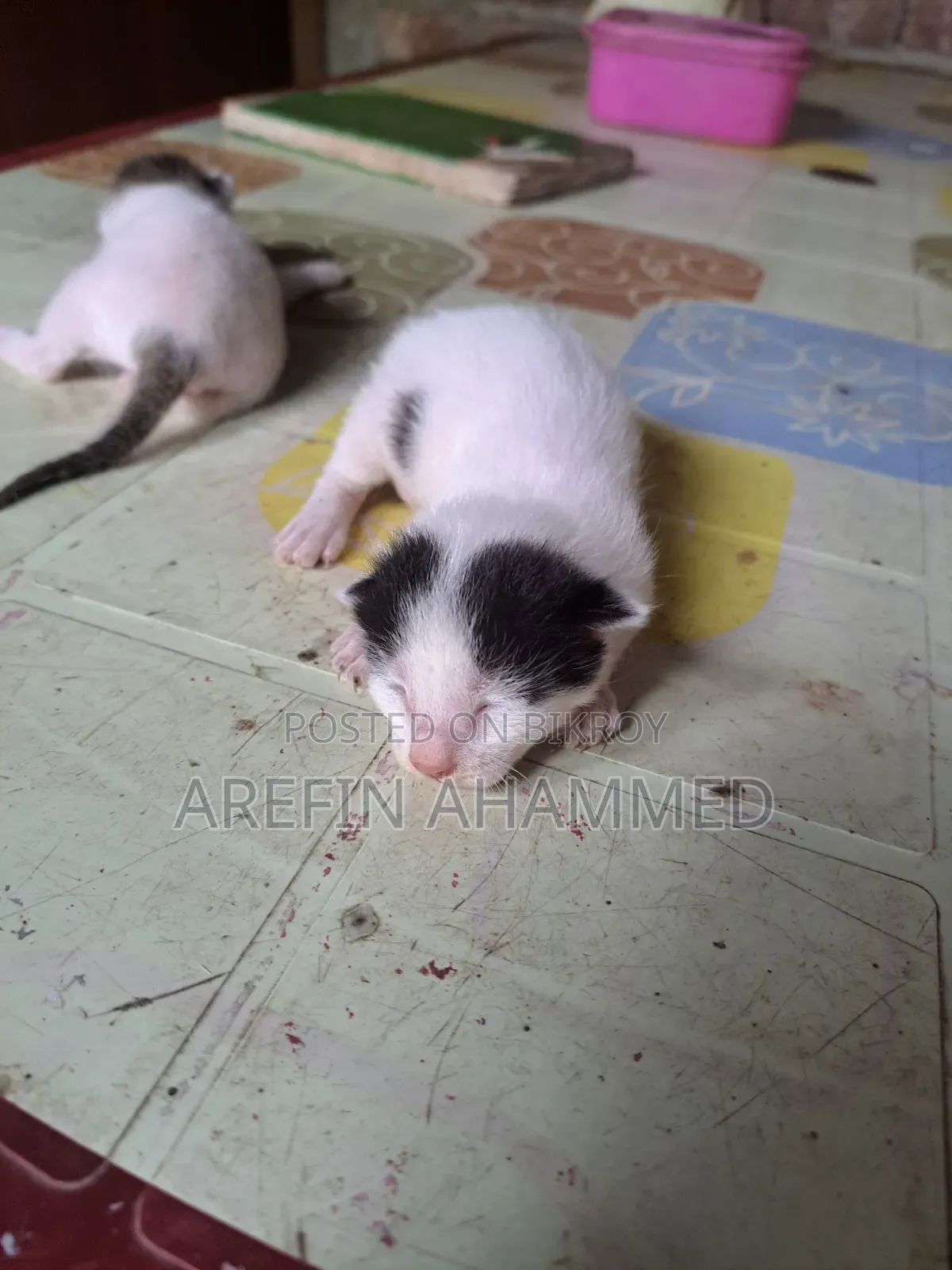 0-1 Month Male Mixed Breed Bengal Cat