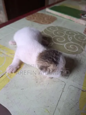 0-1 Month Male Mixed Breed Bengal Cat