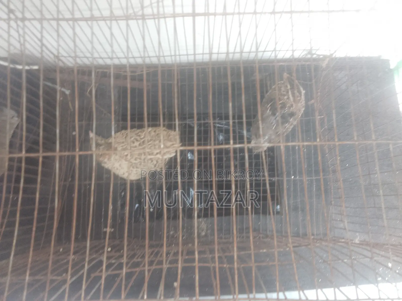 Japanese quails