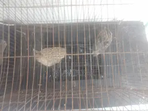 Japanese quails