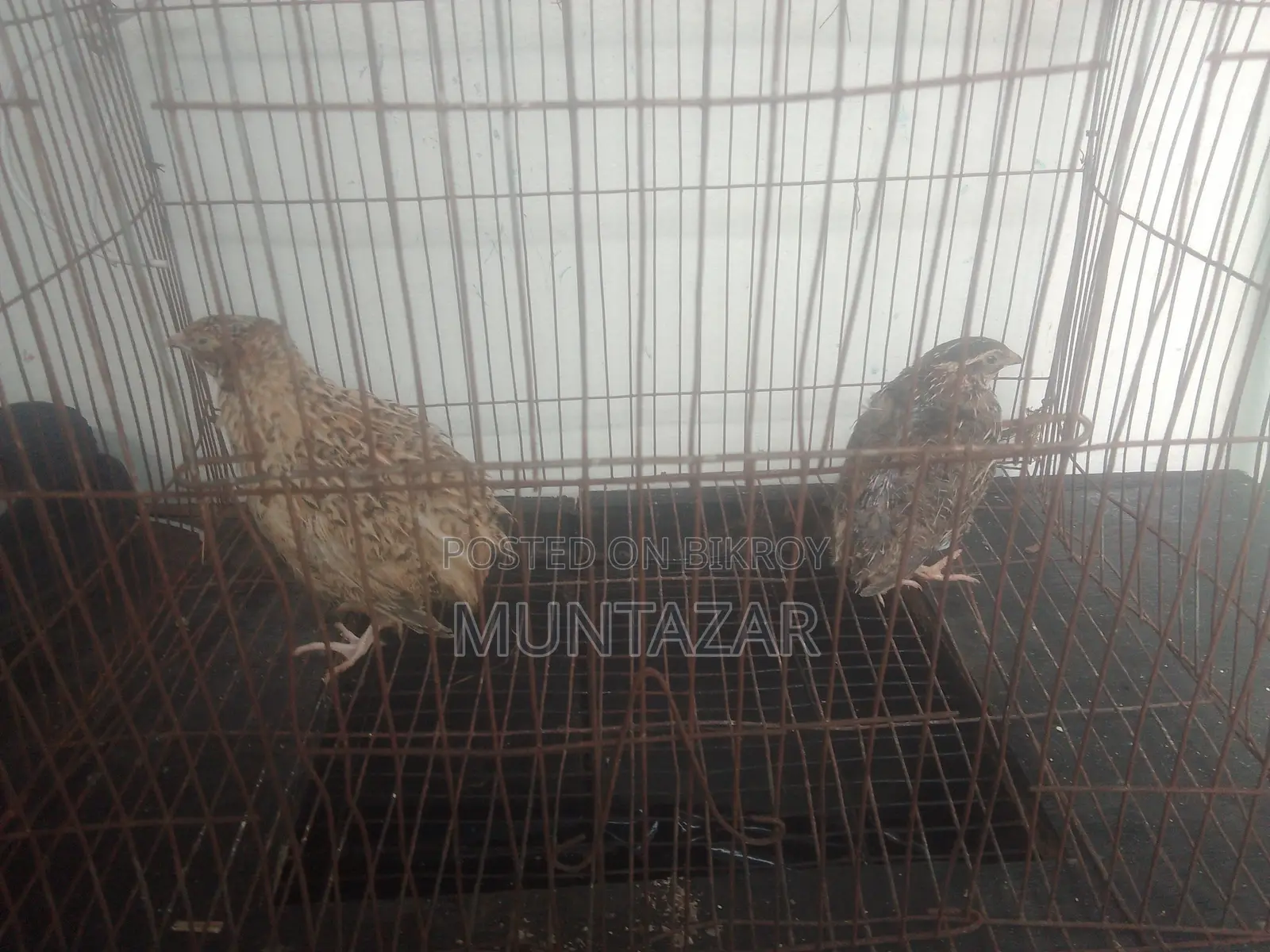 Japanese quails