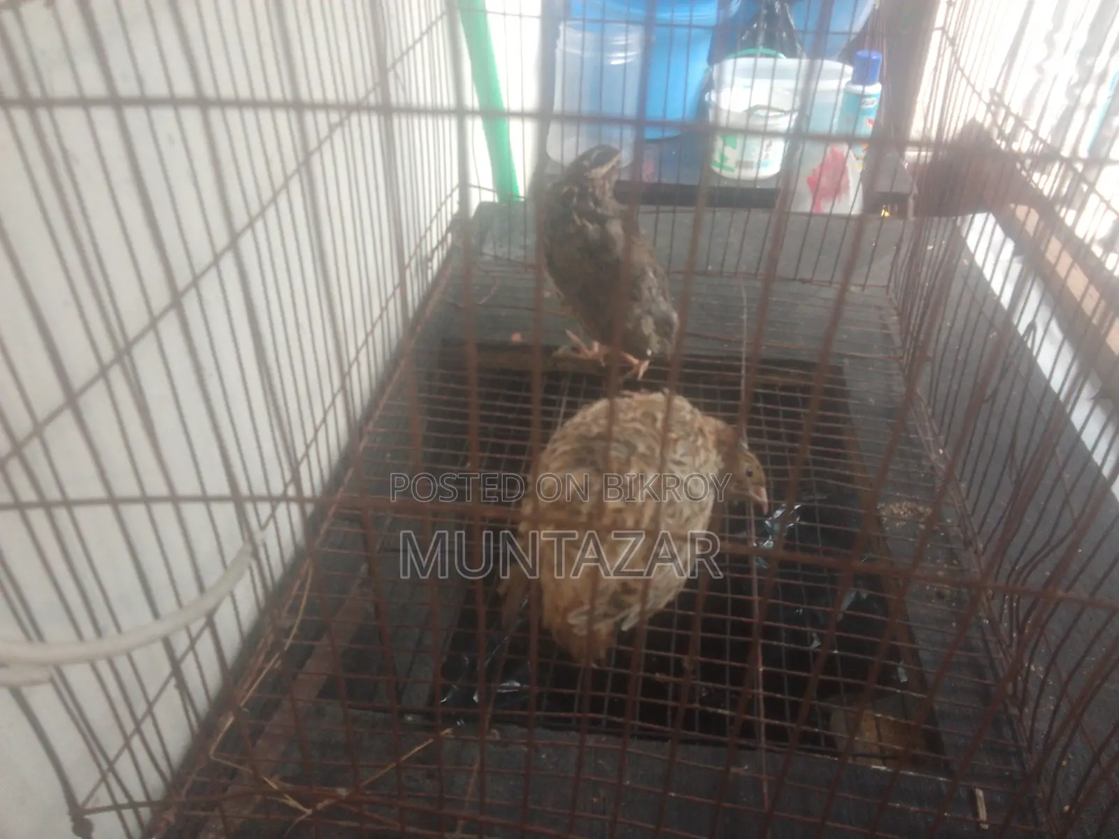 Japanese quails