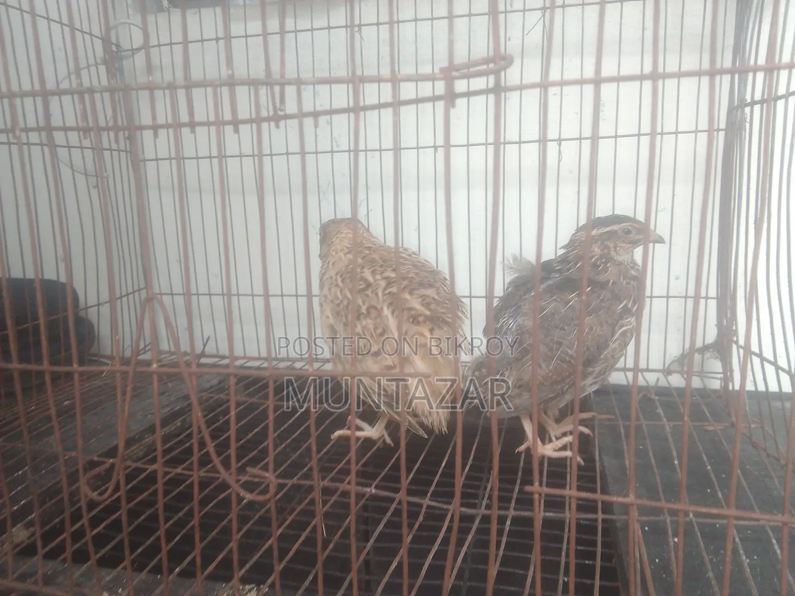 Japanese quails