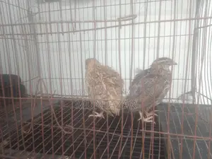 Japanese quails