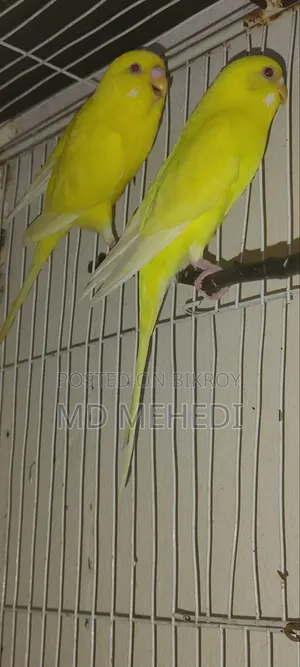 বাজরিকা লুটিনো রেড আই