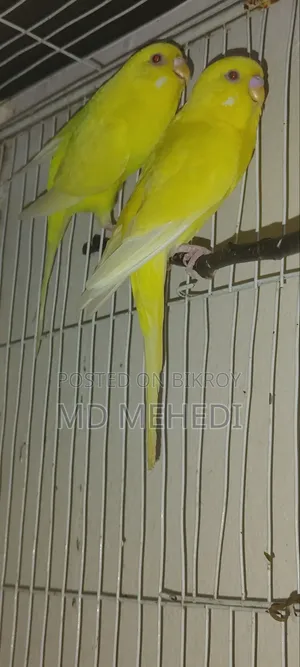 বাজরিকা লুটিনো রেড আই
