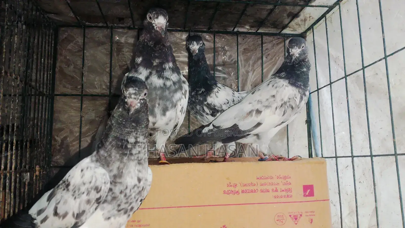 Teddy Pigeon for Sale
