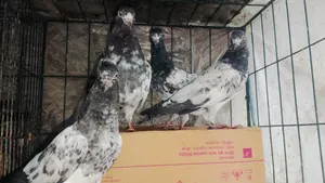 টেডি কবুতর বিক্রি