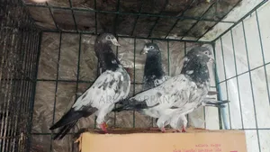 টেডি কবুতর বিক্রি
