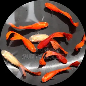 রেড মস্কো গப்பி