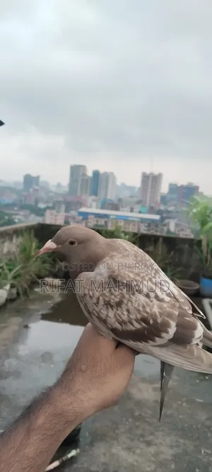 রেড চেকার ফিমেল