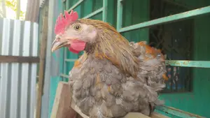 Surma Colored Rooster
