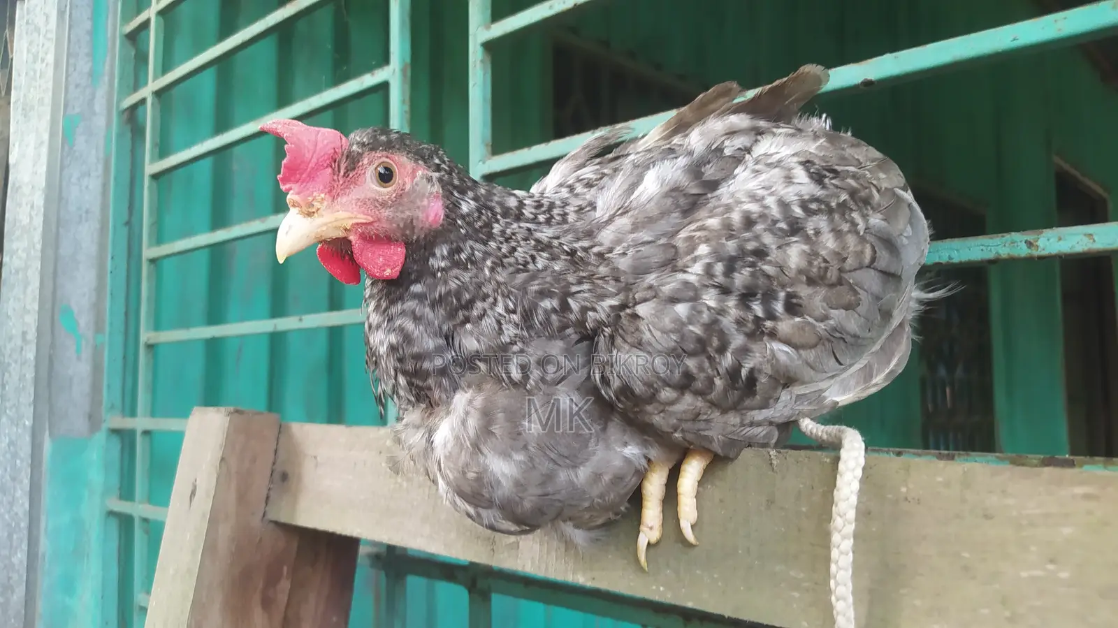 Surma Colored Rooster
