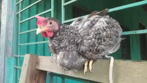 Surma Colored Rooster