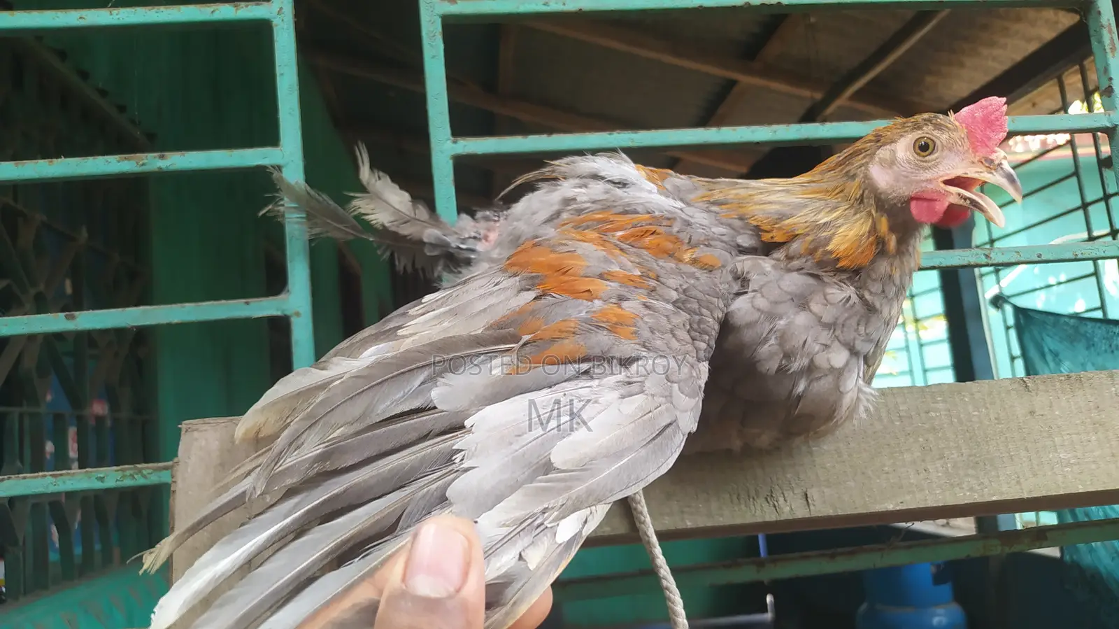 Surma Colored Rooster