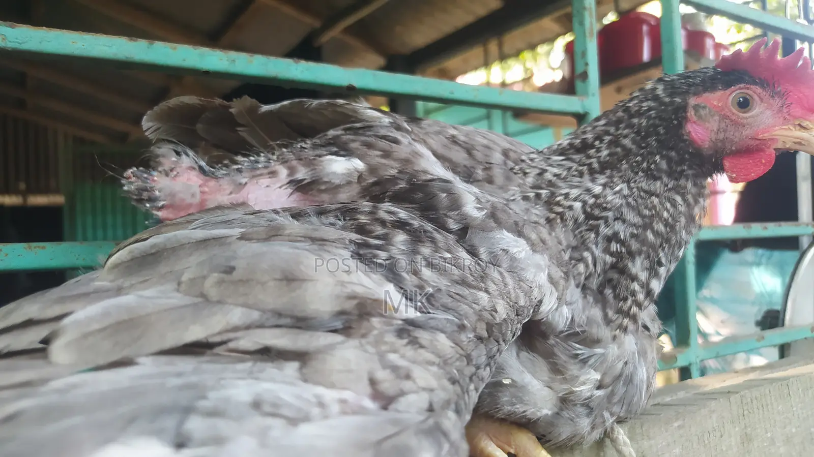 Surma Colored Rooster
